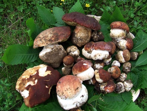 2022 anno record per la raccolta funghi: a Triora scattano anche i primi controlli e sequestri
