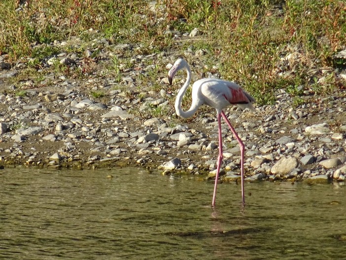 Straordinario avvistamento: un fenicottero rosa nel torrente Impero (foto) Straordinario avvistamento: un fenicottero rosa nel torrente Impero (foto)