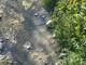 Imperia: cittadini segnalano riversamento fognario nel torrente Caramagna, Bracco "Situazione precaria e miasmi"