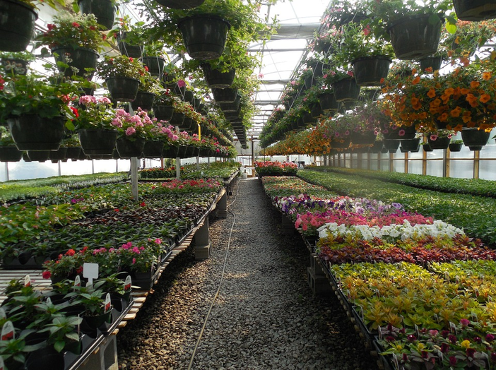 Floricoltura: in manovra due misure per salvaguardia e valorizzazione del verde 100% ‘Made in Liguria’