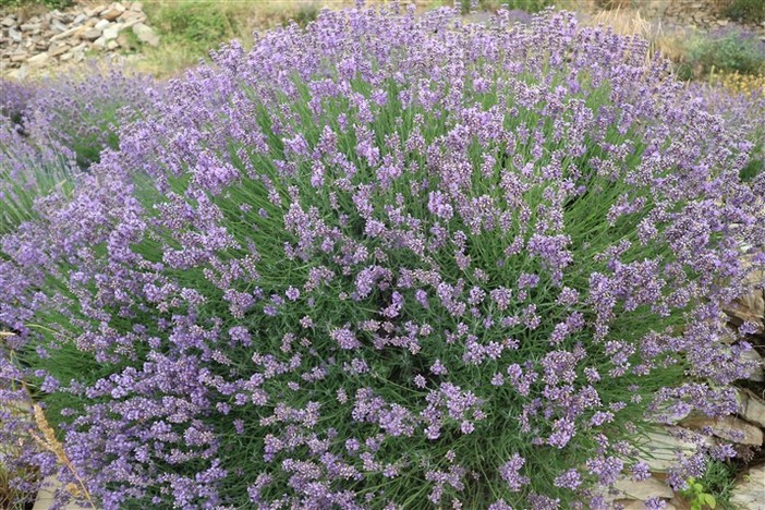 Successo del pane con la Lavanda Officinalis 'Imperia': da appuntamento del sabato per la settimana di ferragosto verrà sfornato tutti i giorni