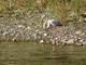 Straordinario avvistamento: un fenicottero rosa nel torrente Impero (foto) Straordinario avvistamento: un fenicottero rosa nel torrente Impero (foto)