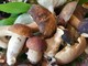 La stagione dei funghi è esplosa: i consigli del Soccorso alpino e speleologico Liguria La stagione dei funghi è esplosa: i consigli del Soccorso alpino e speleologico Liguria