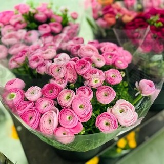 Giovani e terreni in disuso: 'Ricoltiviamo' rilancia la floricoltura imperiese, idea dei tre Rotary della nostra provincia