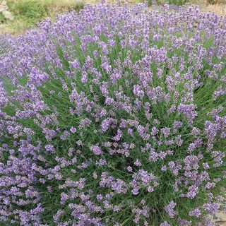 Successo del pane con la Lavanda Officinalis 'Imperia': da appuntamento del sabato per la settimana di ferragosto verrà sfornato tutti i giorni