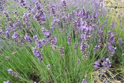 Il Comune di Diano Marina aderisce al progetto “Lavanda della Riviera dei Fiori”