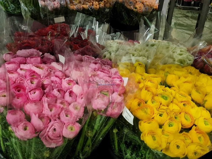 Alla Festa della Mamma stravincono i fiori liguri, due italiani su tre li hanno scelti come regalo Alla Festa della Mamma stravincono i fiori liguri, due italiani su tre li hanno scelti come regalo