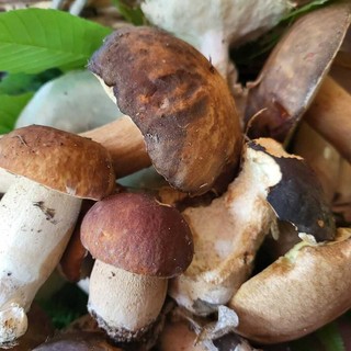La stagione dei funghi è esplosa: i consigli del  Soccorso alpino e speleologico Liguria