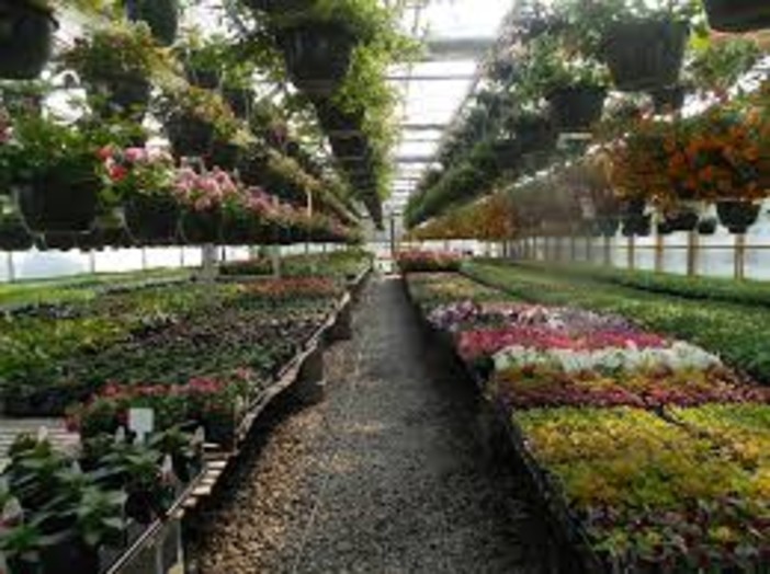 Coronavirus, la richiesta di Coldiretti per il florovivaismo: "Sono necessarie misure d'emergenza anche dall'Unione europea"