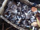 Raccolta funghi in Alta Val Tanaro, un'informativa spiega i dettagli per essere in regola durante la stagione Raccolta funghi in Alta Val Tanaro, un'informativa spiega i dettagli per essere in regola durante la stagione