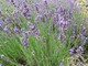 Il Comune di Diano Marina aderisce al progetto “Lavanda della Riviera dei Fiori”