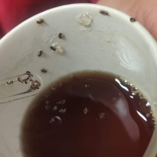 Imperia: formiche nel tè della macchinetta dell'ospedale cittadino? La denuncia di una ragazza