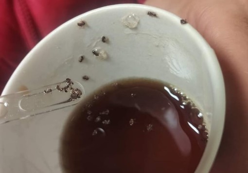 Imperia: formiche nel tè della macchinetta dell'ospedale cittadino? La denuncia di una ragazza