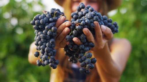 Vendemmia 2026, il Ponente sorride: uva sana e raccolto in anticipo Vendemmia 2026, il Ponente sorride: uva sana e raccolto in anticipo