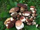 2022 anno record per la raccolta funghi: a Triora scattano anche i primi controlli e sequestri