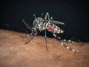 Primo caso di Chikungunya a Imperia, colpito un uomo rientrato dal Bangladesh Primo caso di Chikungunya a Imperia, colpito un uomo rientrato dal Bangladesh