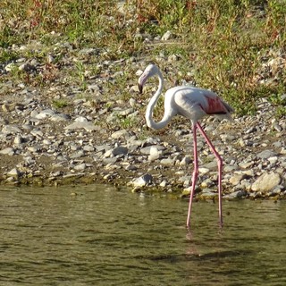 Straordinario avvistamento: un fenicottero rosa nel torrente Impero (foto)