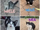 San Lorenzo al Mare: quattro bellissimi gattini cercano una famiglia che li adotti