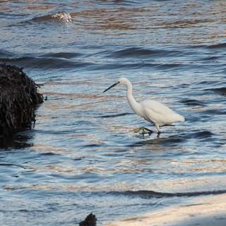 Diano Marina oasi faunistica preferita da oche, germani reali e garzette Diano Marina oasi faunistica preferita da oche, germani reali e garzette