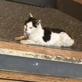 Caso Gatto, interviene l'Asl1: "Nessun ruolo nella cattura o nella soppressione del felino" Caso Gatto, interviene l'Asl1: "Nessun ruolo nella cattura o nella soppressione del felino"