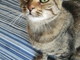 Lila, una bellissima gattina di circa tre anni è in cerca di una famiglia che l'accolga