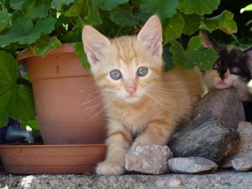Sanremo: i due gattini sono stati adottati, i ringraziamenti alle loro nuove famiglie