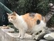 La gattina Alice