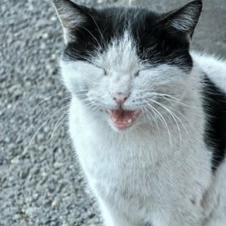 Caso Gatto, REA chiede verifiche e denuncia il "giustizialismo fai da te"