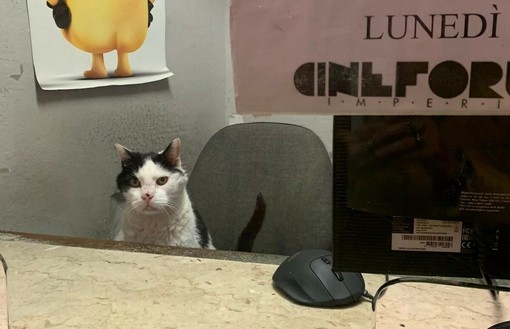 Dramma per Gatto: l’animale portato via dal Cinema Centrale è morto in clinica Dramma per Gatto: l’animale portato via dal Cinema Centrale è morto in clinica