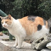 La gattina Alice