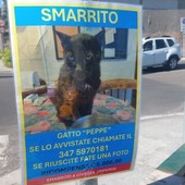 Civezza, 'Operazione Peppe': ricompensa da 5mila euro per il gatto smarrito Civezza, 'Operazione Peppe': ricompensa da 5mila euro per il gatto smarrito
