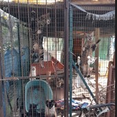 Imperia, 19 gatti chiusi in gabbia: uno trovato morto, molti sono malati