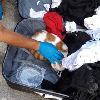 Gatto rinchiuso dentro una valigia a Diano Marina, l’Aidaa denuncia in procura per abbandono e maltrattamento di animali
