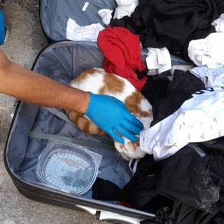 Diano Marina, gatto abbandonato e rinchiuso dentro una valigia. Volontari indignati: “Non respirava, ma la gente quanto è cattiva?” Diano Marina, gatto abbandonato e rinchiuso dentro una valigia. Volontari indignati: “Non respirava, ma la gente quanto è cattiva?”