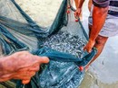 Bruxelles apre alla Liguria sulla pesca del Bianchetto