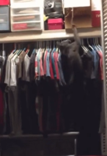 Amici degli animali: non dire gatto se non ce l'hai... nell'armadio (VIDEO DA NON PERDERE)