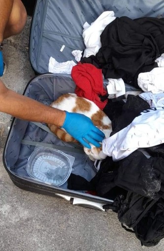 Gatto rinchiuso dentro una valigia a Diano Marina, l’Aidaa denuncia in procura per abbandono e maltrattamento di animali
