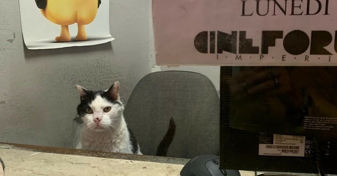 Morte di Gatto, il Centro veterinario imperiese si difende: "Abbiamo agito nell'interesse dell'animale" Morte di Gatto, il Centro veterinario imperiese si difende: "Abbiamo agito nell'interesse dell'animale"