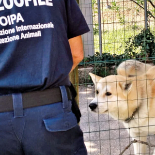 A Imperia si formano le nuove guardie zoofile