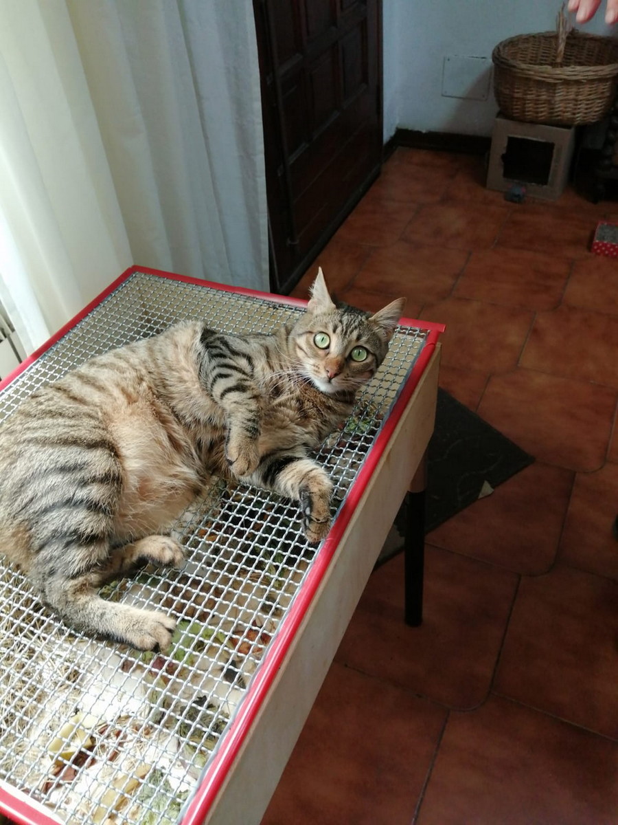 Imperia: smarrita da sabato scorso la gatta Nanetta, l'appello dei proprietari Imperia: smarrita da sabato scorso la gatta Nanetta, l'appello dei proprietari