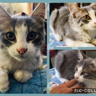 Arma di Taggia: un gattino di tre mesi cerca una nuova famiglia