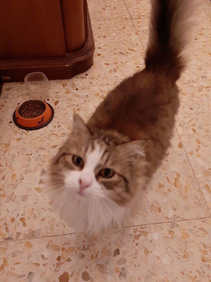 Imperia, fuga notturna per 'Minerva': torna a casa la gattina della Fondura