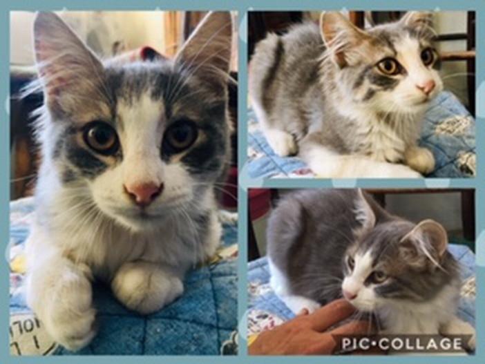 Arma di Taggia: un gattino di tre mesi cerca una nuova famiglia