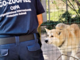 A Imperia si formano le nuove guardie zoofile A Imperia si formano le nuove guardie zoofile