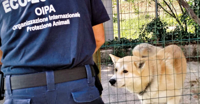A Imperia si formano le nuove guardie zoofile A Imperia si formano le nuove guardie zoofile