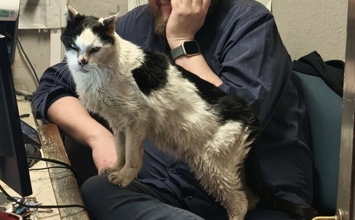 IL PUNTO. Gatto, la tragedia delle buone intenzioni IL PUNTO. Gatto, la tragedia delle buone intenzioni