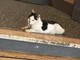Caso Gatto, interviene l'Asl1: "Nessun ruolo nella cattura o nella soppressione del felino" Caso Gatto, interviene l'Asl1: "Nessun ruolo nella cattura o nella soppressione del felino"