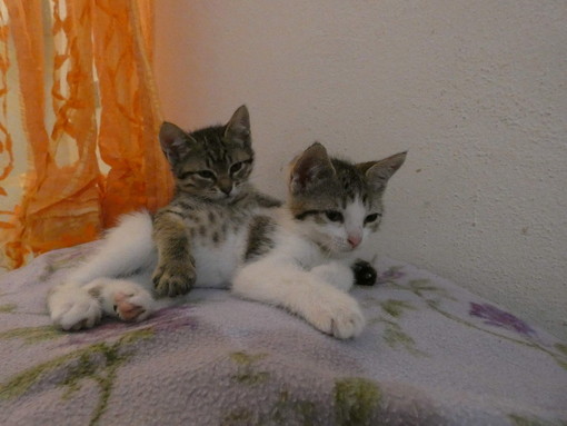 Sanremo: le due gattine Molly e Lince hanno delle nuove famiglie