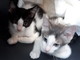 Sanremo: otto bellissimi gattini aspettano di avere delle nuove famiglie