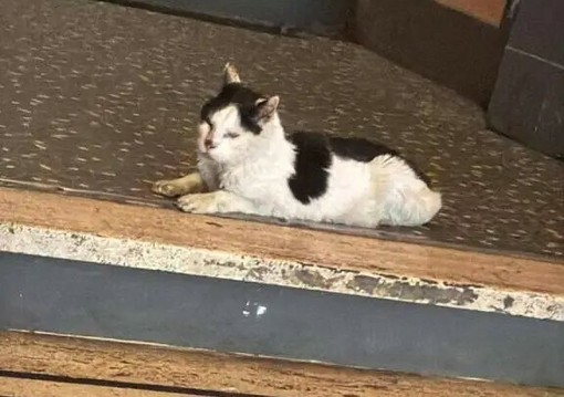 Caso Gatto, interviene l'Asl1: "Nessun ruolo nella cattura o nella soppressione del felino" Caso Gatto, interviene l'Asl1: "Nessun ruolo nella cattura o nella soppressione del felino"